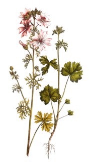 Musk Mallow