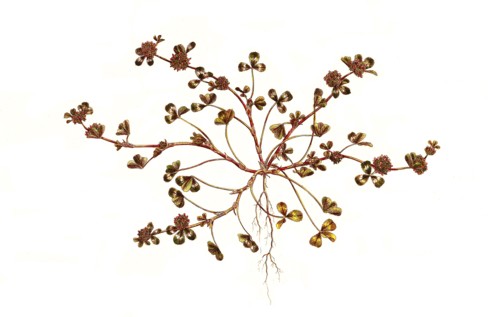 Trifolium glomeratum,Buschklee / is a species of clover known by the common names clustered clover
