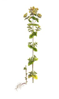 Spotted St. John's Wort