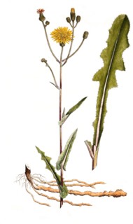 Field Sowthistle