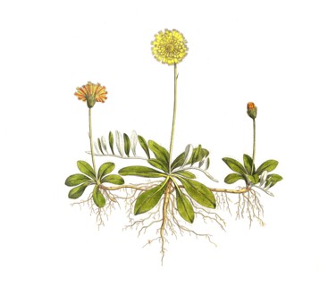 Little hawkweed