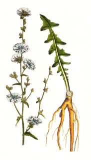 Common chicory or common chicory