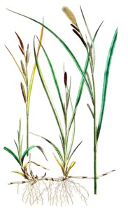 Slim sedge