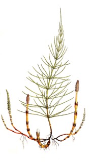 field horsetail