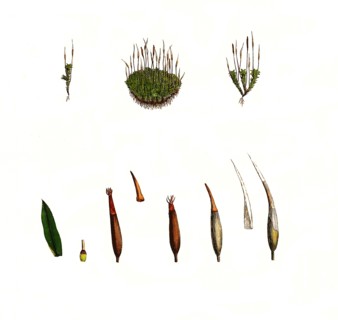 Bryum elegans