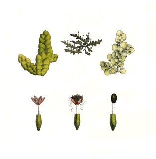 Jungermannia complanata