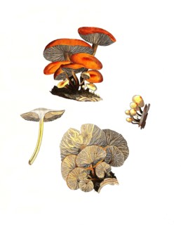 Common velvet foot