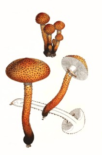 Agaricus floccosus