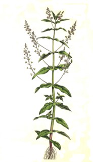 Blue Water Speedwell