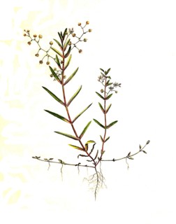 Shield Speedwell