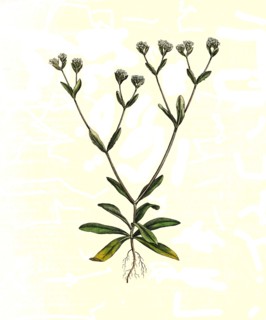 'Ordinary lamb's lettuce
