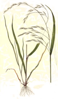 Bromus giganteus