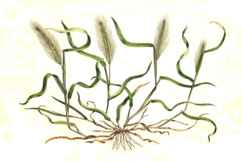 mouse barley