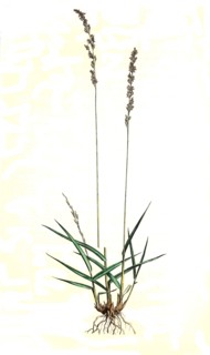 Melica caerulea