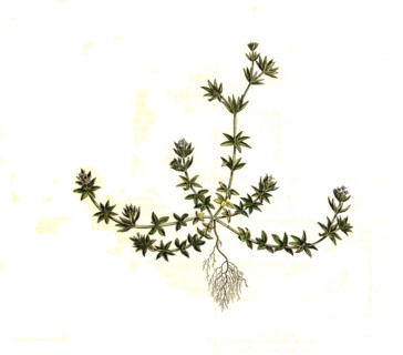 Sherardia arvensis