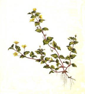 Grove loosestrife