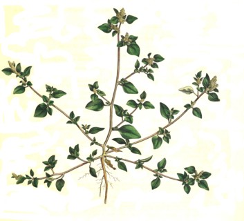 Chenopodium olidum
