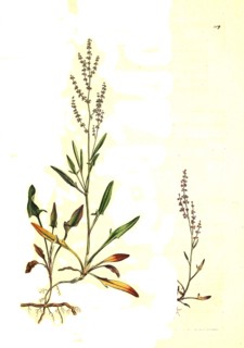Small sorrel
