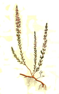 heather