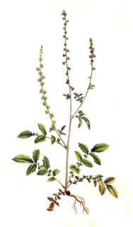 Agrimony