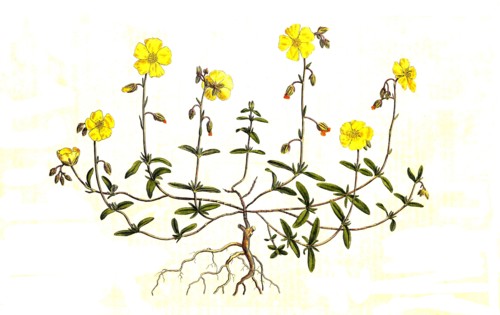 helianthemum