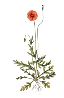 seed poppy