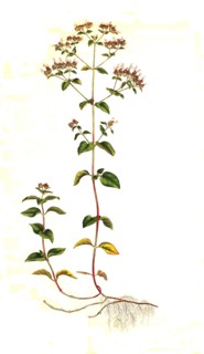 oregano