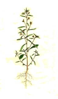 Little toadflax
