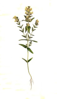 Big rattle pot