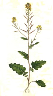field mustard