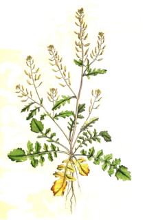 Sisymbrium terrestre
