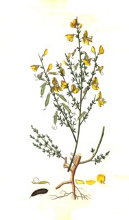 broom