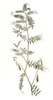 bird vetch