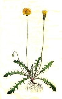 Stiff-haired dandelion