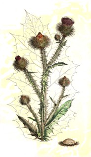 Common cotton thistle