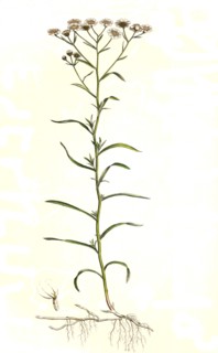 Swamp yarrow or Bertram yarrow
