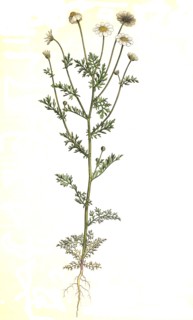 Smelly dog chamomile