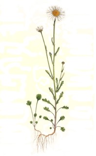 Meadow daisy