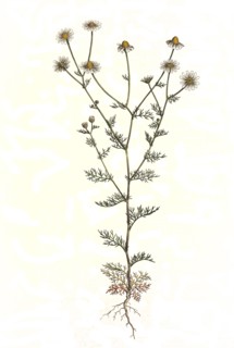 Real chamomile