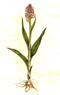 Orchis latifolia