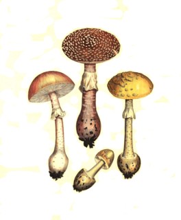 pearl fungus