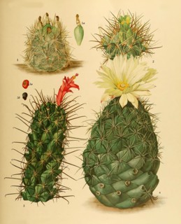 cacti and succulents
