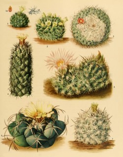 cacti and succulents