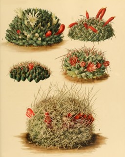cacti and succulents