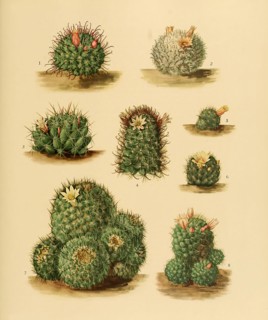 cacti and succulents
