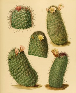 cacti and succulents