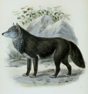 timber wolf