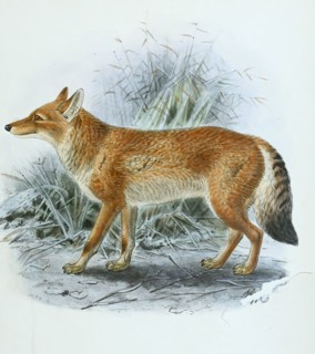 Abyssinian wolf