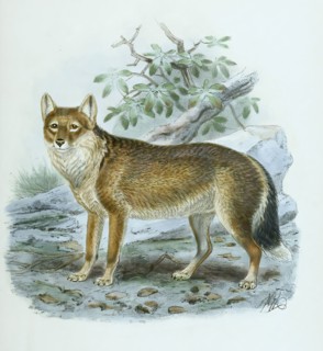 arctic wolf