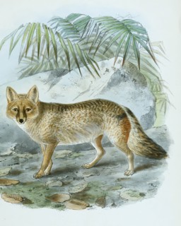 pampas fox
